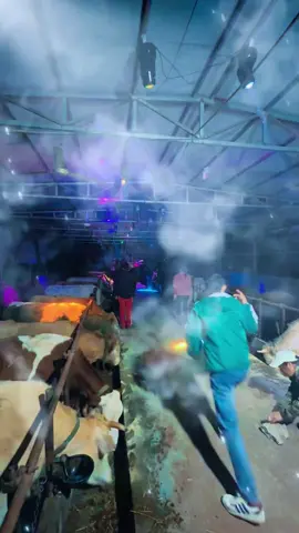 Nhóm quẫy, nhóm cắm đầu ăn cỏ😂😂😂#petcute #khoanhkhacdangyeu #bò 