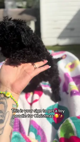 #fyppppppppppppppppppppppp #fypシ゚viral #houstontexas #fyp #toypoodle #toypoodlepuppy 