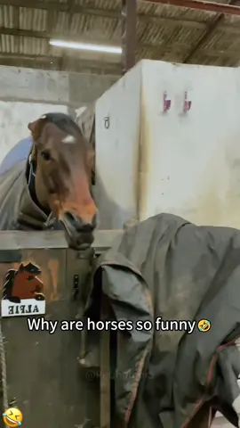 Horse comedy level: 10/10 🤣#horse#funny#fyp#foryou#texas 