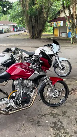 Sholawati sek jhii, seng pengen tiger mugo” cepet keturunan jhii🤩 #tigermodifikasi #fyp 