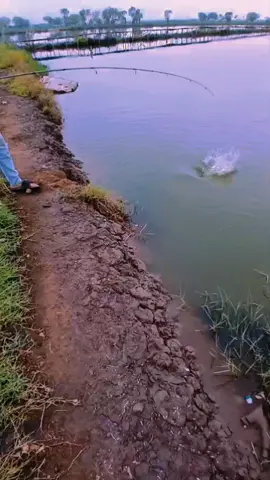 23/11/25 alhamdulillah spot bambu kuning amis, bersama bos @saudaraultramanpower  amis pisan dan penyelamat @kinarong terimakasih udah menyelamatkan 🎣😊#mancingbarramundi #castingbarramundi🎣 #castingfishing🎣 #mancing #kakap 