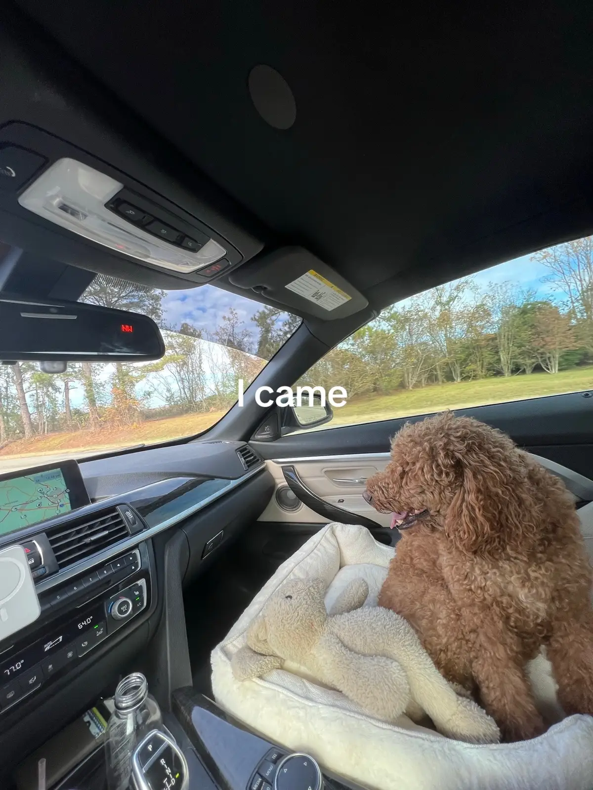 Throw back Thursday to 2022 (it’s Saturday) almost crashed in ATL traffic from how bad her explosion smelled  😩😆👌 #fyp #goldendoodle 