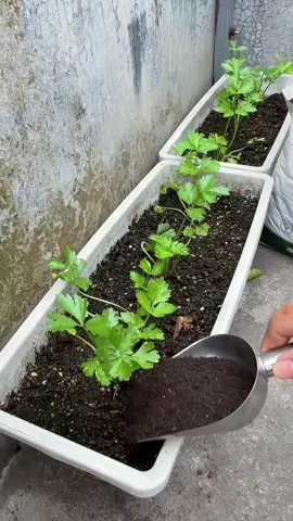 #nhavuonthuthu #nongsan 