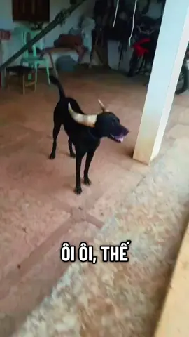 Thế là ta đã có sừng 🤣#dog #cutedogs #loveanimals #pet #trending 