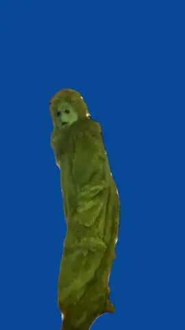 Green screen meme template of the Grinch saying he has bad gas—“well hopefully it’s only gas”—perfect for chaotic humor, reaction edits, and any moment that needs an unexpected gross-out punchline. Import into CapCut, remove the green background, and use it over clips about awkward moments, suspicious sounds, holiday dinners gone wrong, or anything that “doesn’t smell right.” Great for comedy edits, Christmas memes, and creators who love mixing festive characters with unhinged humor. Use this CapCut green screen template to add hilarious chaos to your next video. #CapCutGreenScreen #GrinchMeme #ChristmasMeme #MemeTemplate #fartjokes 