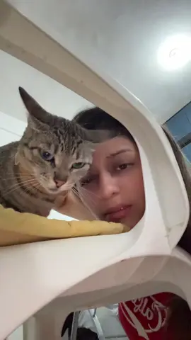 Así no era 😭 #gatos #humor #actuacion #viral 