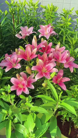 Ly sớm cánh đơn 60 ngày nở hoa 