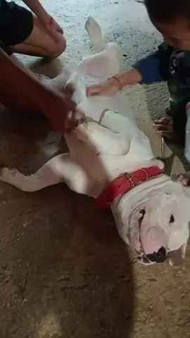 #หมาน่ารัก #หมา 