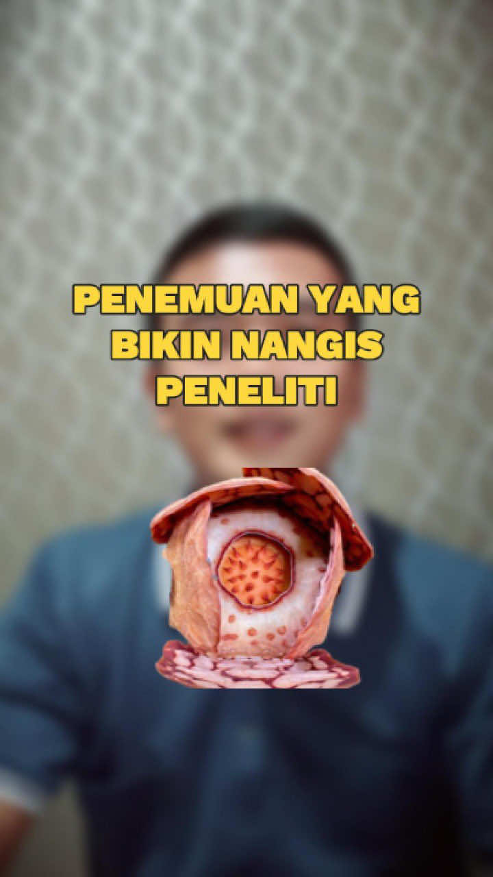 Bunga yang hilang 13 tahun akhirnya ditemukan lagi di hutan Sumatra. Bukan cuma cantik—rafflesia hasseltii ini punya peran penting buat ekosistem. Kita harus jaga hutan kita sebelum keajaiban kayak gini beneran hilang. 🌺🌿 #RafflesiaHasseltii #PenemuanAlam #EkspedisiHutan #BRIN #OxfordUniversity 