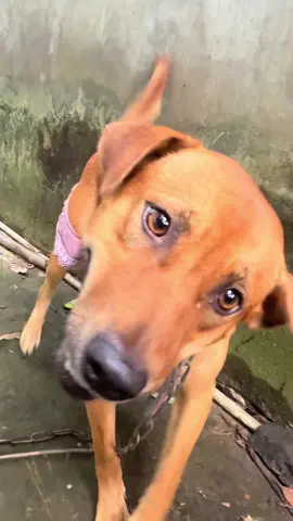 Lu kêu mẹ mua xi líp nâu 😂 #ANH6LUBÁO #xuhuongtiktok #66đồngtháp #dog #challenge 