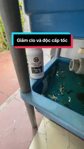 #h2oaquatic #aquacaredetox #aquariumcare #khuclonuocmay #visinhlamtrongnuoc 