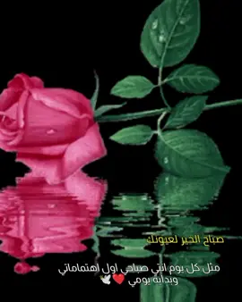 صباح الورد ❤️🕊️
