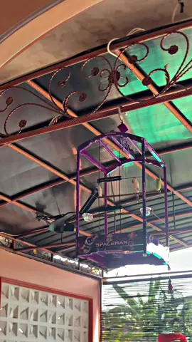 gela gelo🫣 #kenari #kenarimaniaindonesia #fyp 