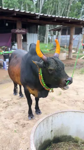 ทอเช้าแล้วน่ะสุดหล่อ💯 แจ้งเกิดให้ได้น่ะ💪🏻 พาทีมงานทุกคนให้รอดน่ะ🥰 #โหนดรุ่งฟ้าดาราชัย_สุดหล่อ  #ถ้ําพรรณรา📌 #บ้านนา #ฟีดดดシ #ไม่ใช่การทารุณกรรมสัตว์ 