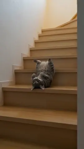 特技の液体ほふく前進にゃ♪ (背中がかゆいだけ) #猫  #猫のいる暮らし #かわいい #ほのぼの 