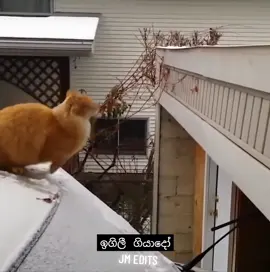 සිනා සෙන්න බෑනේ🙂 #meme #memevideo #viral #tiktok #srilanka 