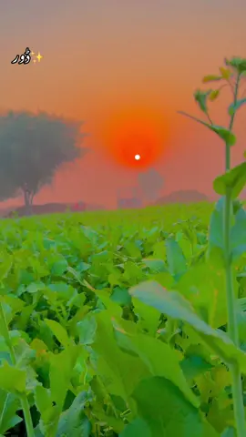 #پینڈاں_آلے #trending #foryoupage #dontunderreviewmyvideo #1million 