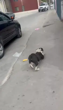 This is “Pedrito’s” Story the crawling Pittbull From Juárez Chihuhua Mexico. Follow and like my page for more videos of “Pedrito’s” New happy life!