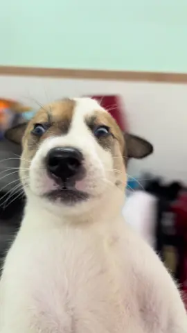 Em lại đc đu trend rồi nha quý dị ơi 🤣🤣 #cún #cúnyêu #trending 