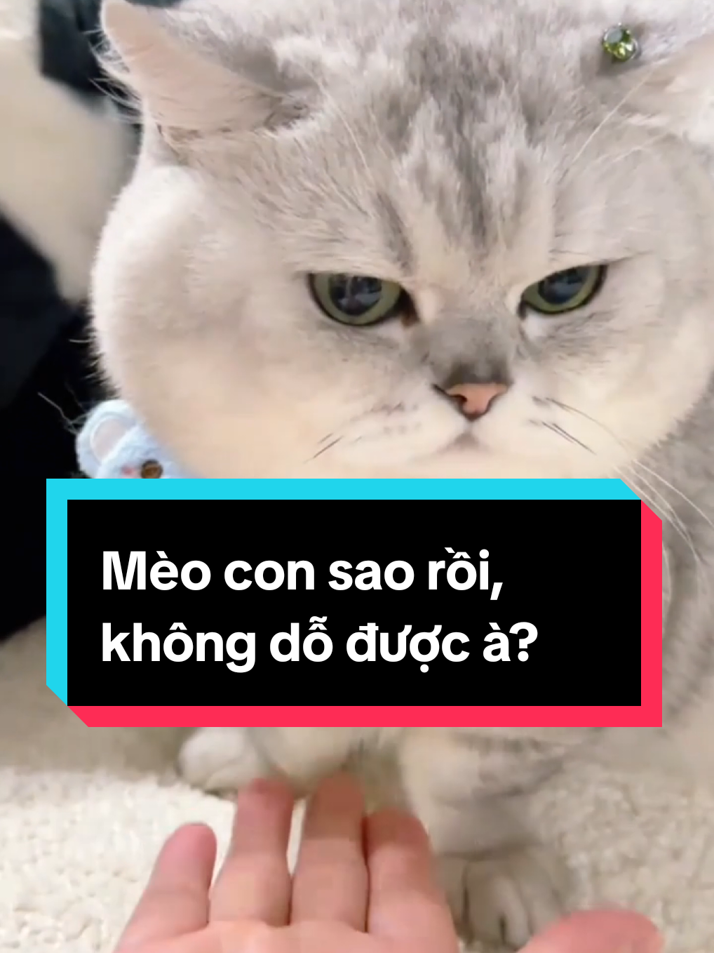 Mèo con sao rồi, không dỗ được à? #mèo #meow #mèocon #đángyêu #dễthương 