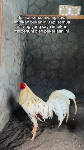 #CapCut #pilifina🇵🇭 #ayampilipina🇵🇭 