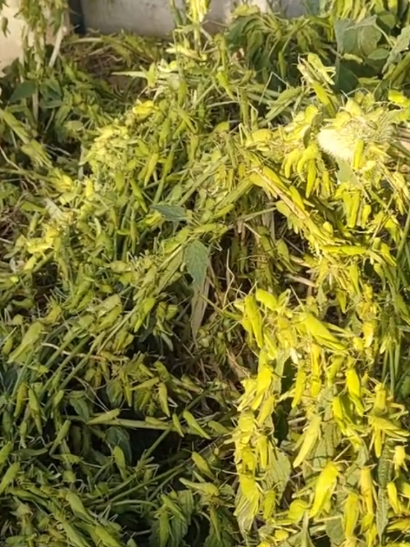 belalang ijo #makanan #makananunik #belalanggoreng #cemilanunik #viral_video 