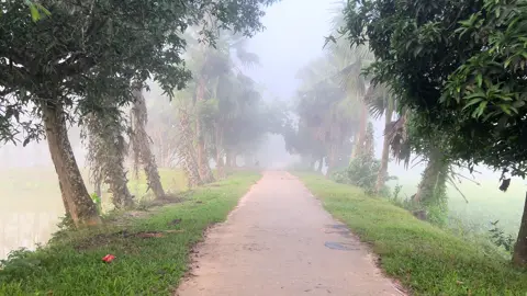 শীতের সকাল কেমন লাগে  #rifatahamed52 #HPRadicalReuse #wheneverwherever #Rifat #ami #💔💔 #🔥🔥🔥 #🔥🔥🔥🔥🔥🔥 #প্রকৃতির_সৌন্দর্য🥰 #vews🙏🏻🙏🏻 