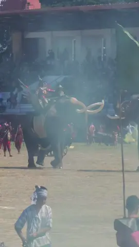 #งานช้างสุรินทร์ 