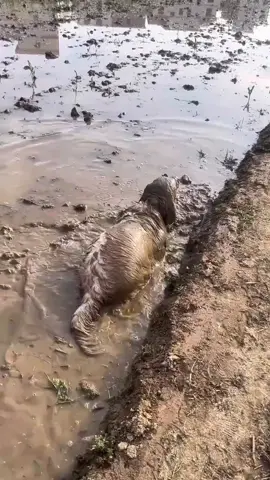 Về quê mà gặp lun  em này, không biết có bị thời tiết không nữa 🤣#thoitiet 