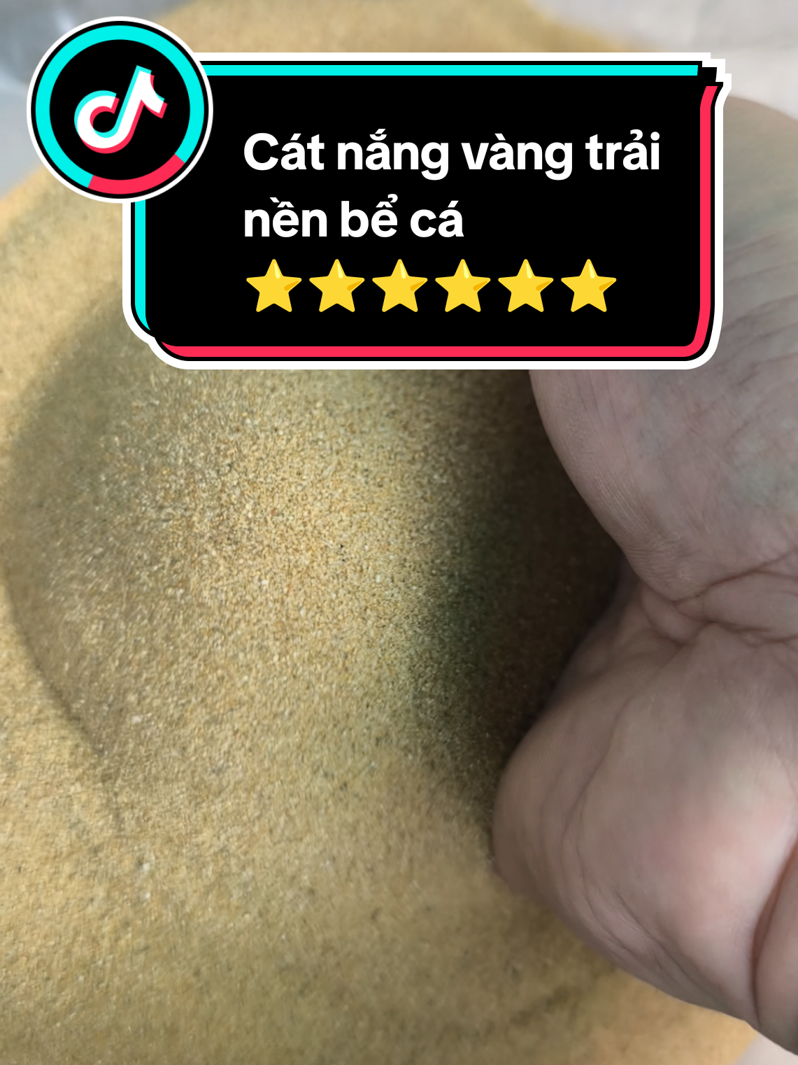 Cát nắng vàng trải nền bể cá mịn đẹp #quancacanh #catnangvang #catvang #catnangvangtrainen 