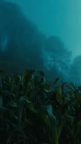 dark natural vibes  #hamsablackworld #naturevibes #fyp #natureathome #peacfulplace 