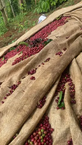 #côgái11❤️48 cà kiểu cây thì chín rụng hết cây thì  còn xanh mướt 