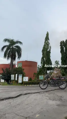 #promomakanharian #sawit #pabrikkelapasawit 