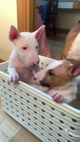 đủ tuổi về nhà mới rồi ạ #bullterrier #bullterrierlover #sucbo 