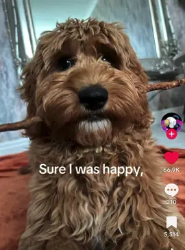 im loyal to viltrum.. #dog #cat #viltrum #omniman #invincible  @𒉭✞ Batman ✞𒉭 @Bigsky246_ @Elliot7 @peyt1717 