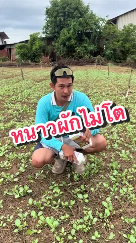 #น้ำตาลทางด่วนพืช#ฮอร์โมนน้ำตาลทางด่วนสำหรับผัก#วัยรุ่นทํานาพิษณุโลก🌾❤🙏🏻 