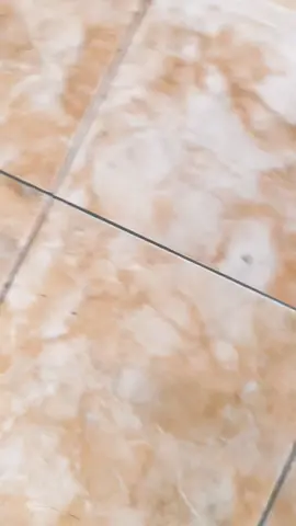 penghuni sound #beatstandar #mrfajar #foryou #fyp #xyzbca 