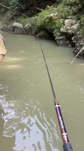 Air keruh,ikan tetap makan lumut, sak berotan lagi budal kerjo lek #mojogedang24jam #mancingliar #microfishing #merryh450 #karanganyar24jam 