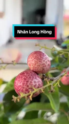 Nhãn Long hồng ( giống mới ) cây lỡn đang cho trái. Anh chị sưu tầm báo e nha.  #caygiongtuankiet #nhãnlonghồng #nhãn #nhãnlong #nhanlonghong 