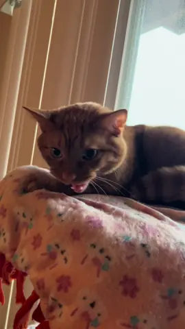mac singing compilation 🧑🏽‍🎤#orangecatbehavior #macattack #catsoftiktok #sillycat #macbook 