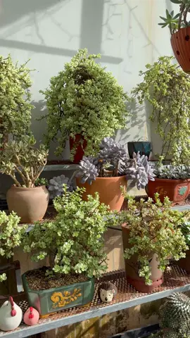 Ngày mới nắng lên🥰##gocvuonnho #senda #TikTokAwardsVN #trencapcut 