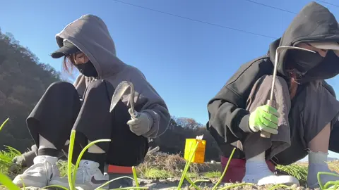 #vairal #fyp #cố_gắng #유학생🇰🇷🇻🇳 @항🇻🇳🇰🇷 đi trồng hành cx toé kh..