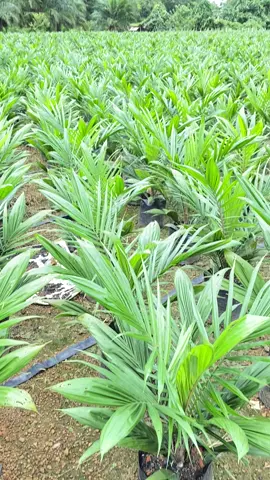 #bibitsawit #fyppppppppppppppppppppppp 