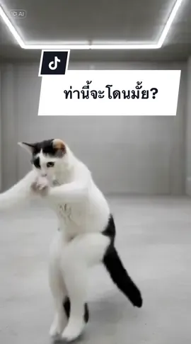 ท่านี้จะโดนตีไหม ##ป๊อบคอร์นแมวเถียงเก่ง##ตลกๆขำๆ55##dance ##แมวเต้น