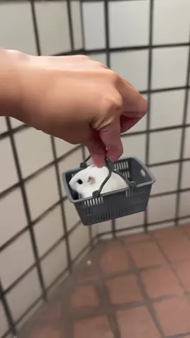 Thêm 1 giỏ đi siêu thị 😅😅😅 #phukienhamster   #dochoihamster   #hamstervietnam   #hamstergiare   #shophamster 