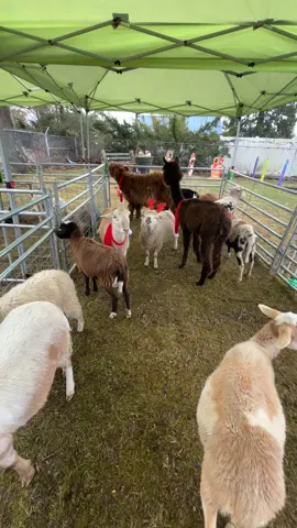 🥰❤️#foryoupage #foryou #sheep #farmlife  #pettingzoo 