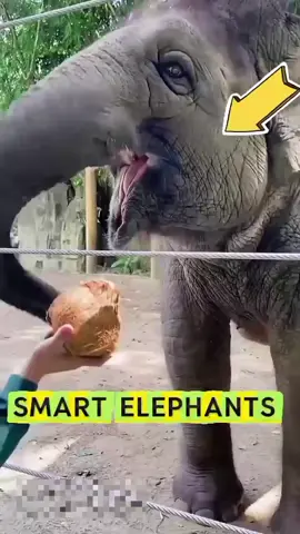 Look at how this clever elephant opens a coconut #animals #elephant #coconut #fyp #unitedstatesofamerica🇺🇸 