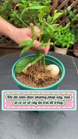 Học được những phương pháp này, bạn sẽ có vô số cây để trồng.#phuchoicay #meotrongcay #trongcaytainha #trongcaysieude #fyp 