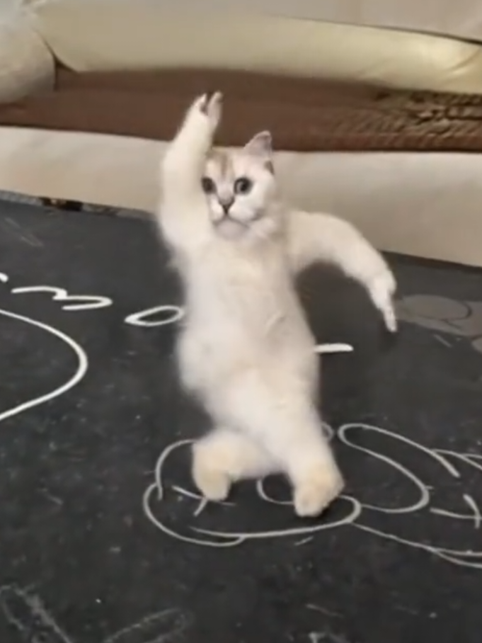 Burmilla Cat Premier Performance 