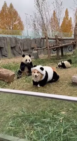 🐼🤣 Corgi Sneaks into the Panda Enclosure in the CUTEST Disguise! #PandaDog #corgi 